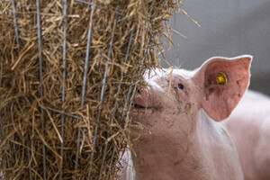 Best Star Meat Pork gaat fabriek in Roosendaal in maart 2025 sluiten