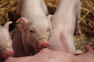 100% circulair varkensvoer voor duurzamer varkensvlees