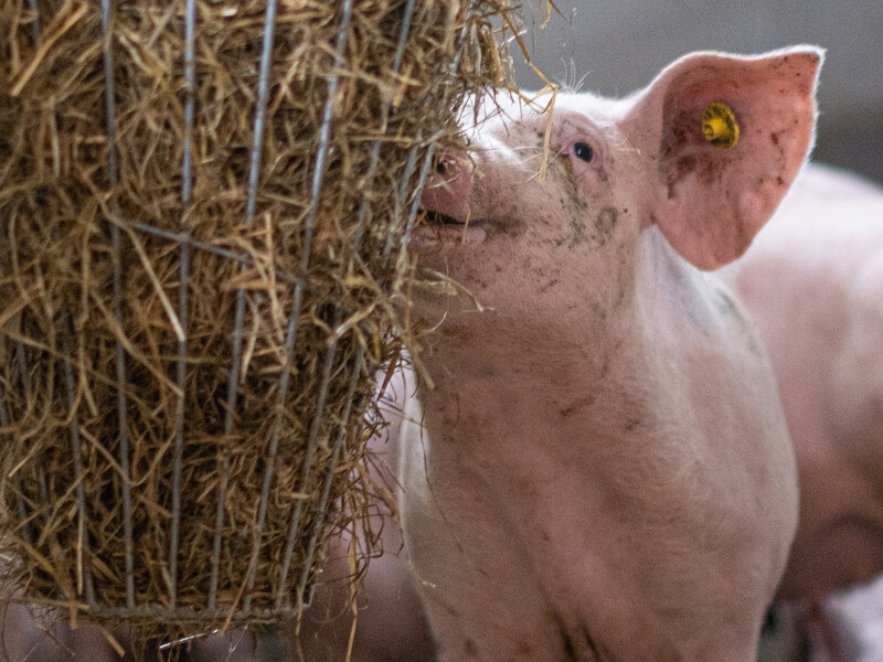 Meldpunt intimidatie voor boeren: ‘Onze leden zijn vogelvrij’