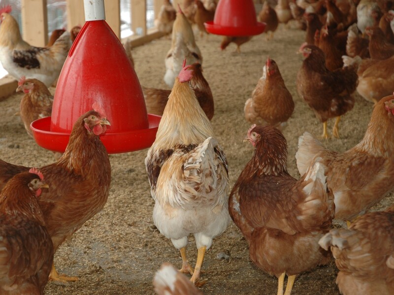 Nepluvi: stop met import van kip van buiten de Europese Unie