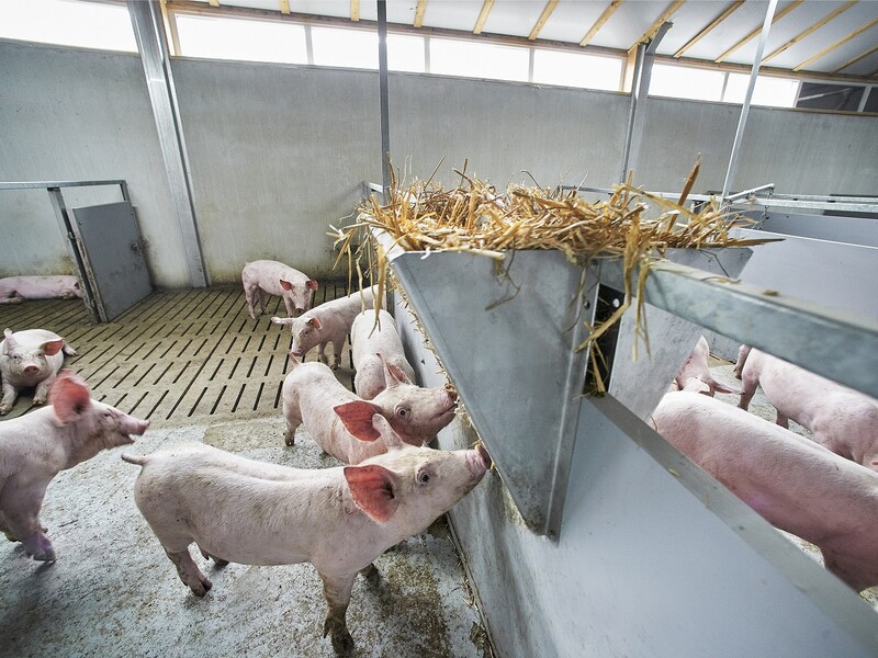 Vion maakt CO2-footprint in varkensketen inzichtelijk
