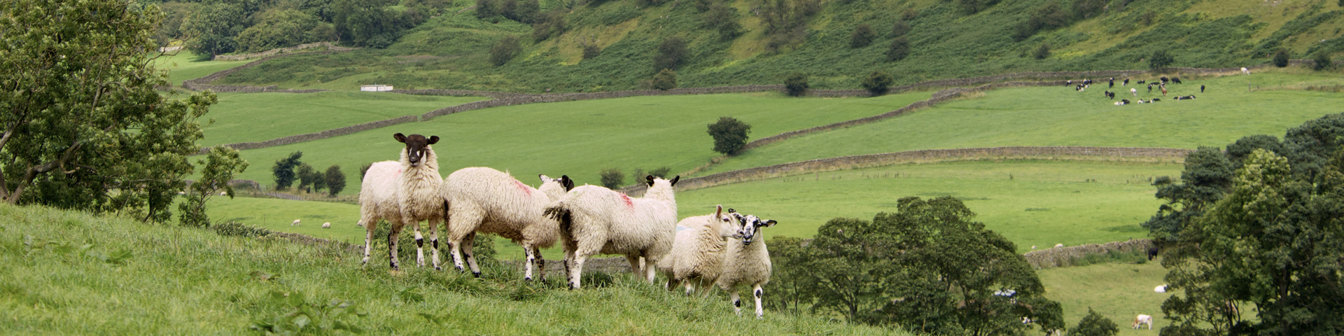 'De vraag naar grasgevoerde lammeren en runderen uit Groot-Brittannië groeit weer'