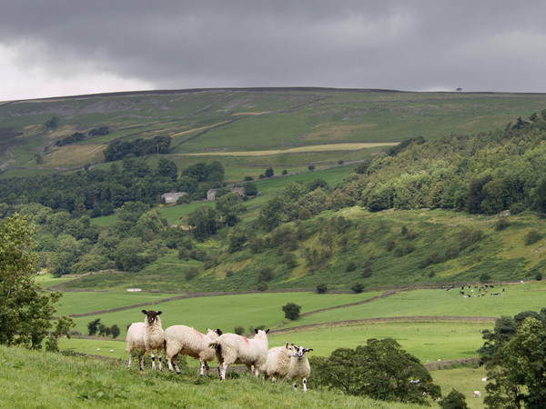 'De vraag naar grasgevoerde lammeren en runderen uit Groot-Brittannië groeit weer'